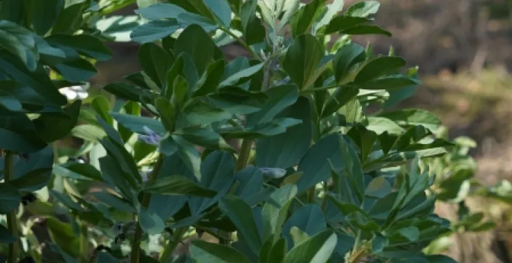 田野蔬菜种植大豆农村乡村