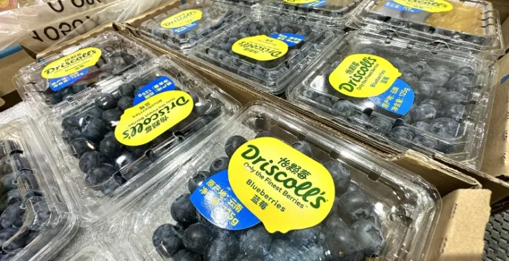 美食水果蓝莓