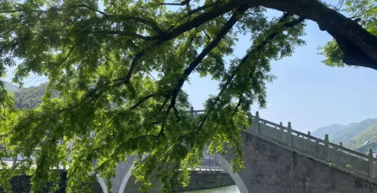 陆埠庄园山村河水桥树