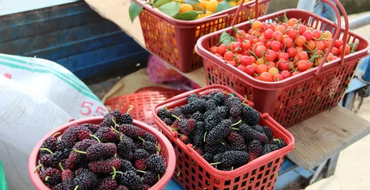 上虞桑果余姚传统水果本地美食樱桃