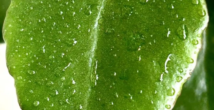 植物绿色叶子春天