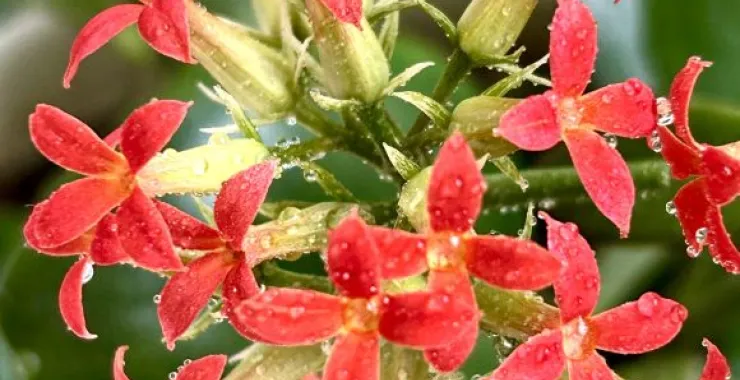植物花盆栽鲜花