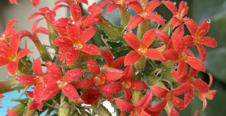 植物花盆栽鲜花