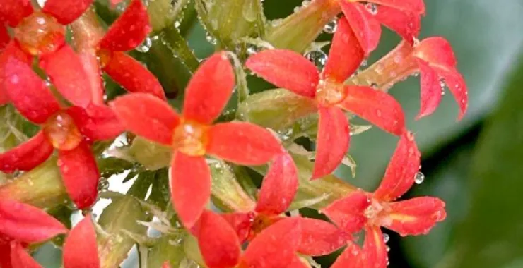 植物花盆栽鲜花