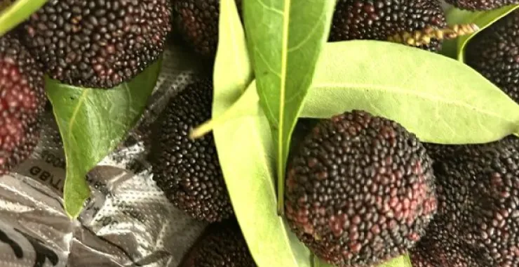 夏季应季水果杨梅