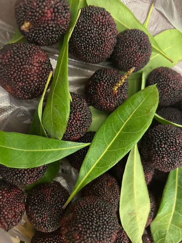 夏季水果杨梅
