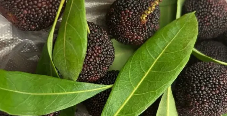 夏季水果杨梅