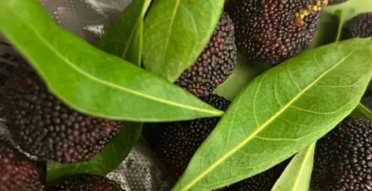 夏季水果杨梅