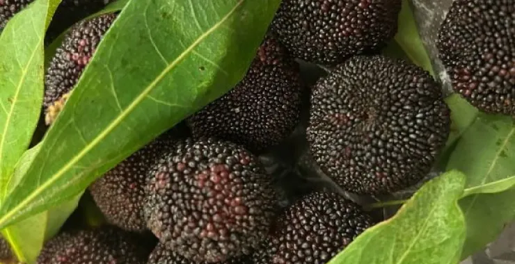 夏季水果杨梅