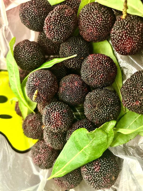 夏季水果杨梅