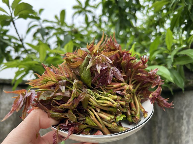 春天春季蔬菜香椿