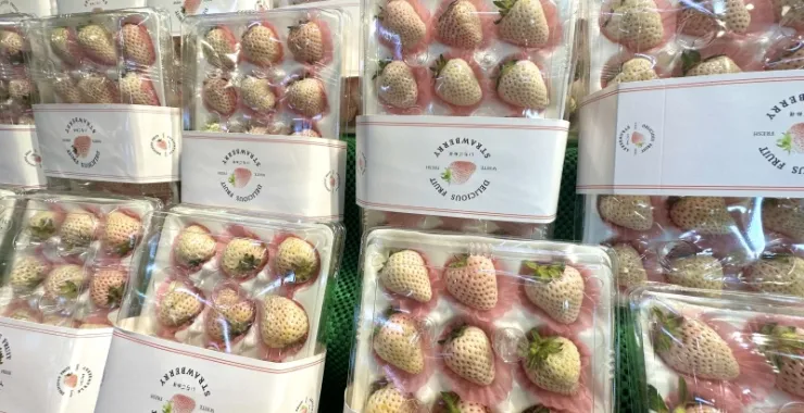 当季水果美食美味白色草莓网红白草莓