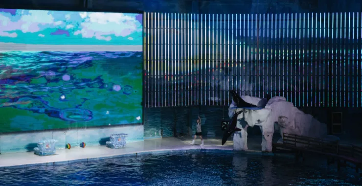 宁波海洋世界海豚表演