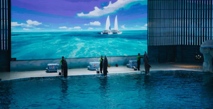 宁波海洋世界海豚表演