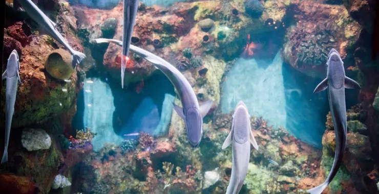 宁波海洋世界鱼