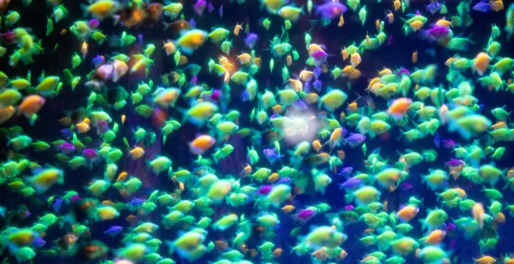 宁波海洋世界鱼