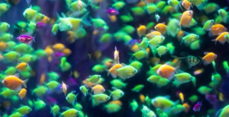 宁波海洋世界鱼