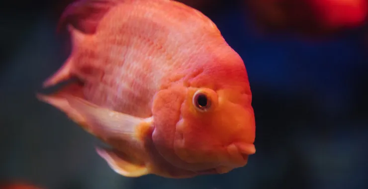 宁波海洋世界鱼