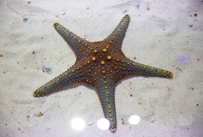 SimilarPics