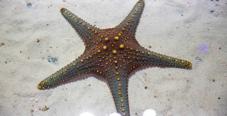 宁波海洋世界海星