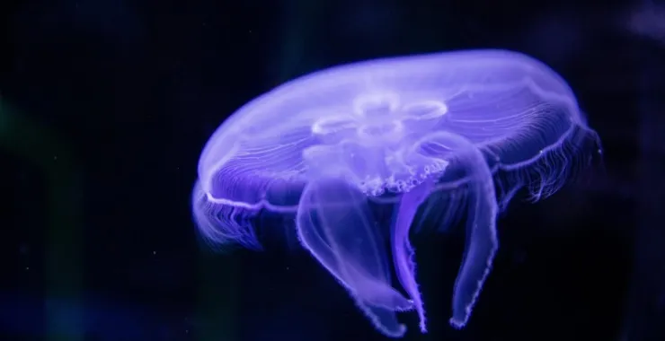 宁波海洋世界水母