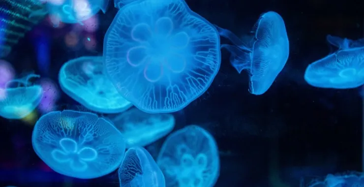 宁波海洋世界水母