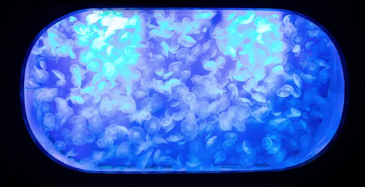 宁波海洋世界水母