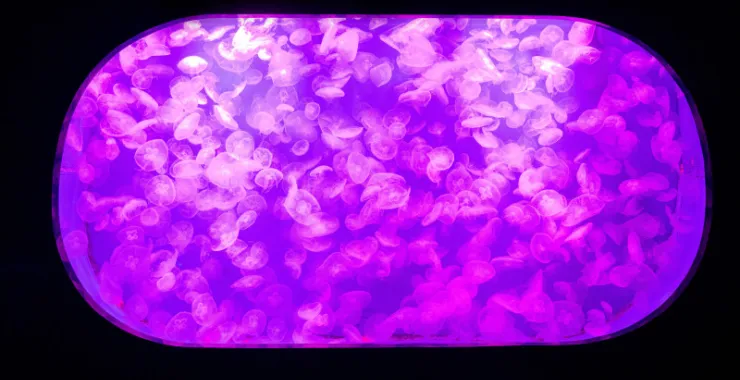 宁波海洋世界水母