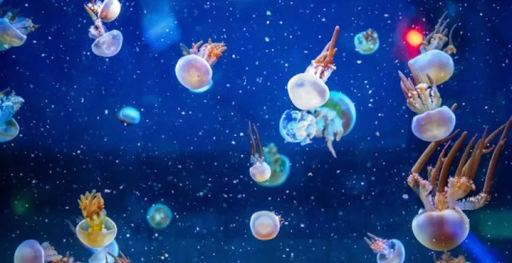 宁波海洋世界水母