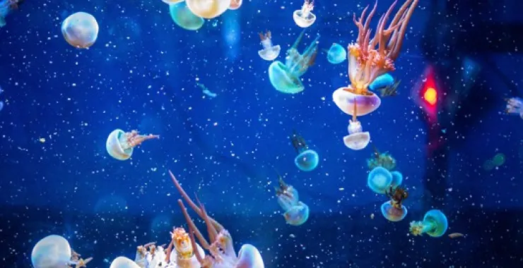 宁波海洋世界水母