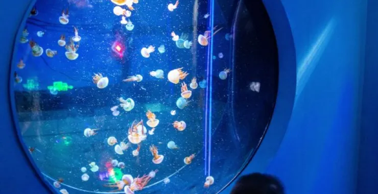 宁波海洋世界水母