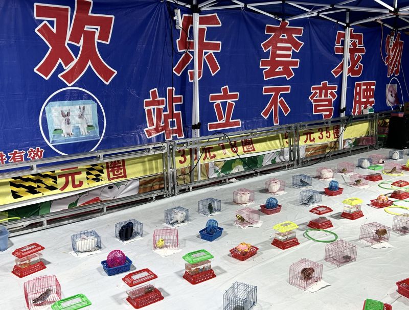 游戏套圈套宠物儿童奖品娱乐