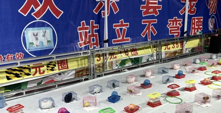 游戏套圈套宠物儿童奖品娱乐