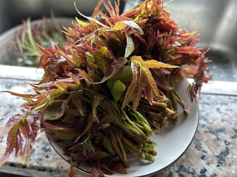 春天春季应季蔬菜香椿