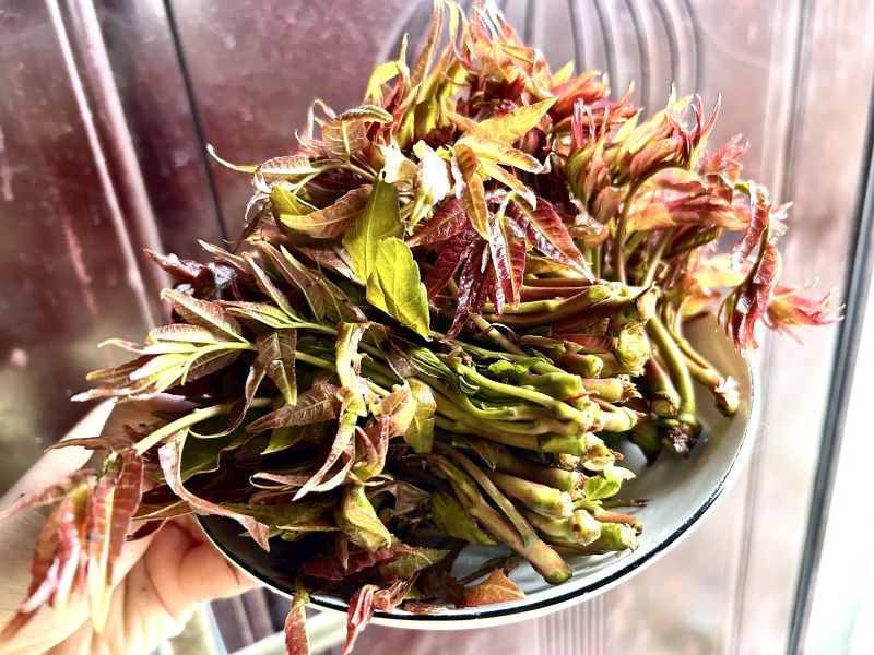 春天春季应季蔬菜香椿
