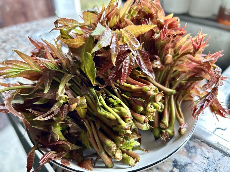 春天春季应季蔬菜香椿