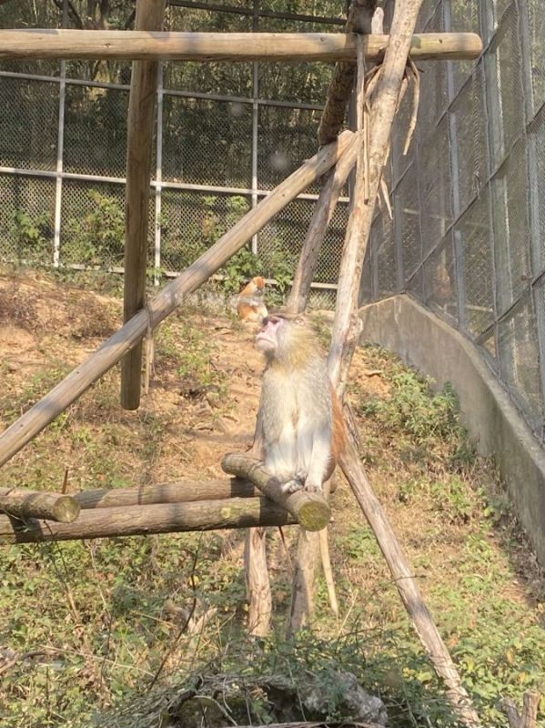 宁波野生动物园猴子