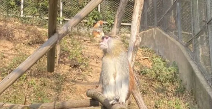 宁波野生动物园猴子
