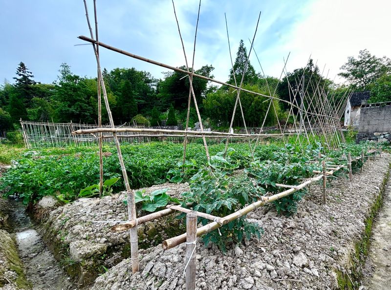 农村农作物种植种菜蔬菜田地菜地