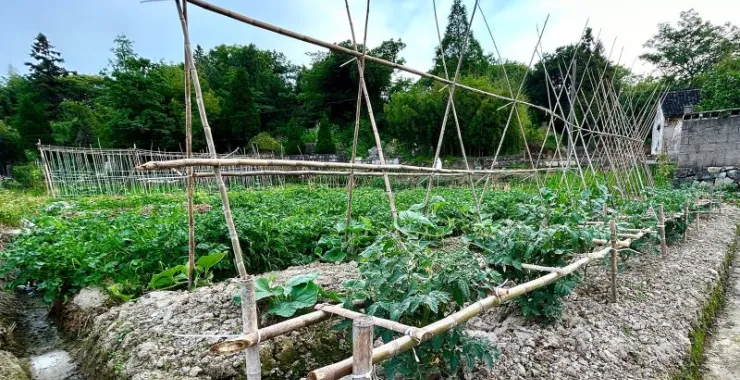 农村农作物种植种菜蔬菜田地菜地