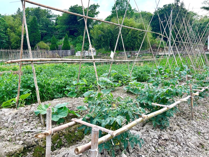 农村农作物种植种菜蔬菜田地菜地