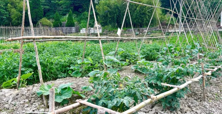 农村农作物种植种菜蔬菜田地菜地