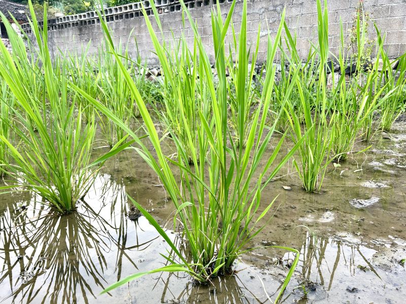 农村农作物种植茭白绿色种菜