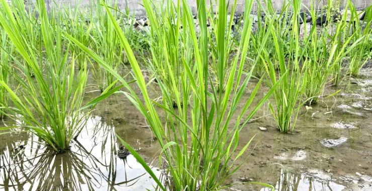 农村农作物种植茭白绿色种菜