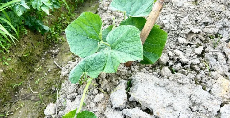 农村农作物种植种菜蔬菜田地菜地