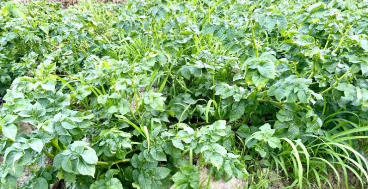 农村农作物种植种菜蔬菜田地菜地土豆