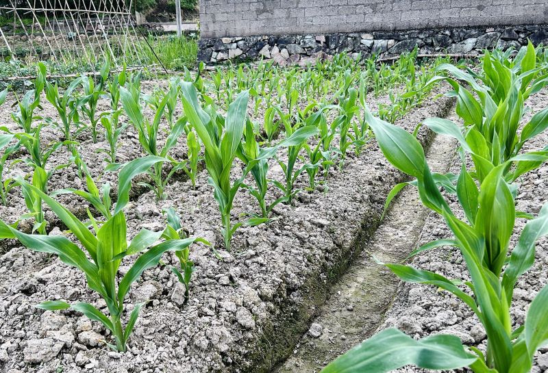 农村农作物种植种菜蔬菜田地玉米苗