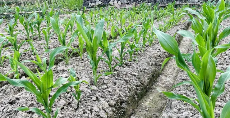 农村农作物种植种菜蔬菜田地玉米苗