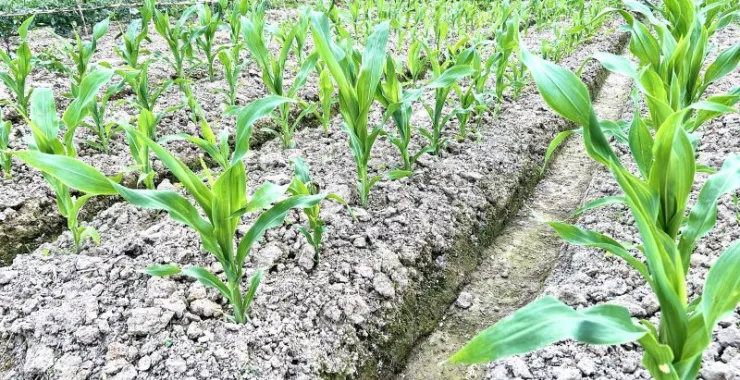 农村农作物种植种菜蔬菜田地玉米苗土地