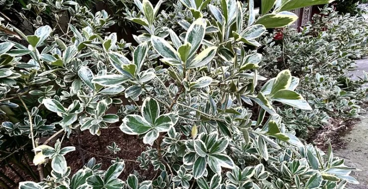 植物绿化金边黄杨种植绿植